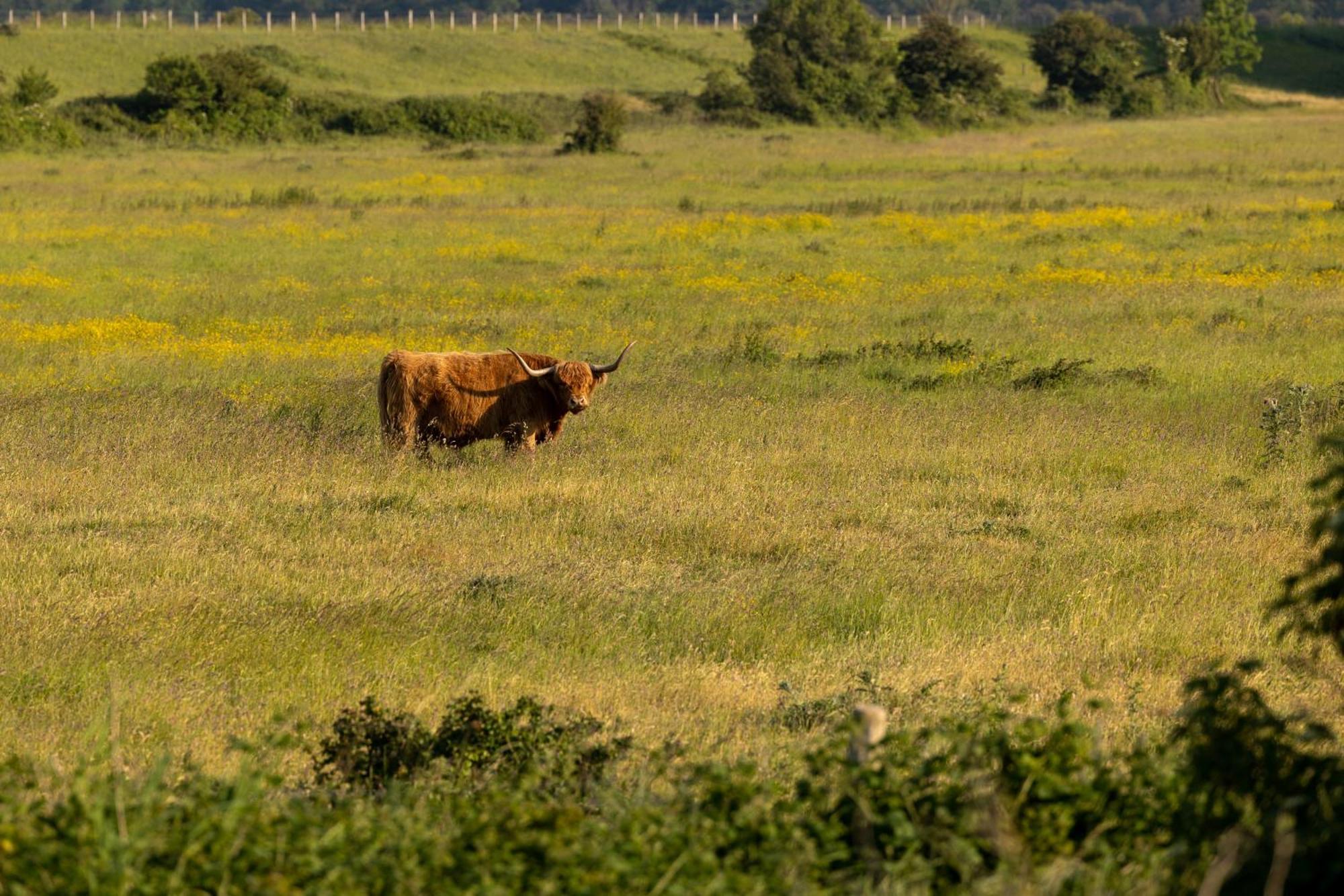 Safaritent De Windroos Kamperland